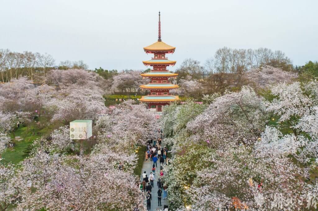 Cherry Blossom at Wuhan University